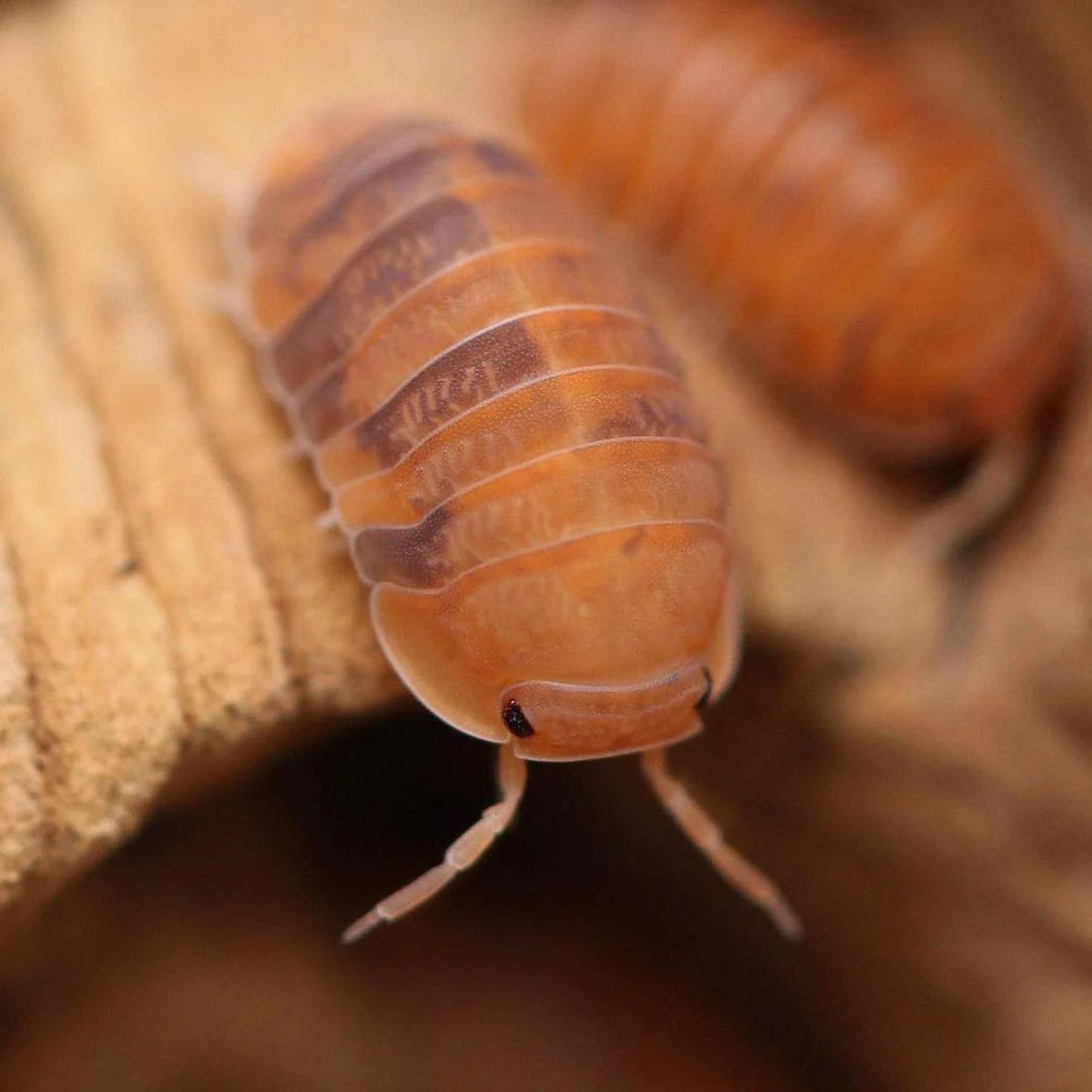 Murina Orange Isopod (colony of ten)