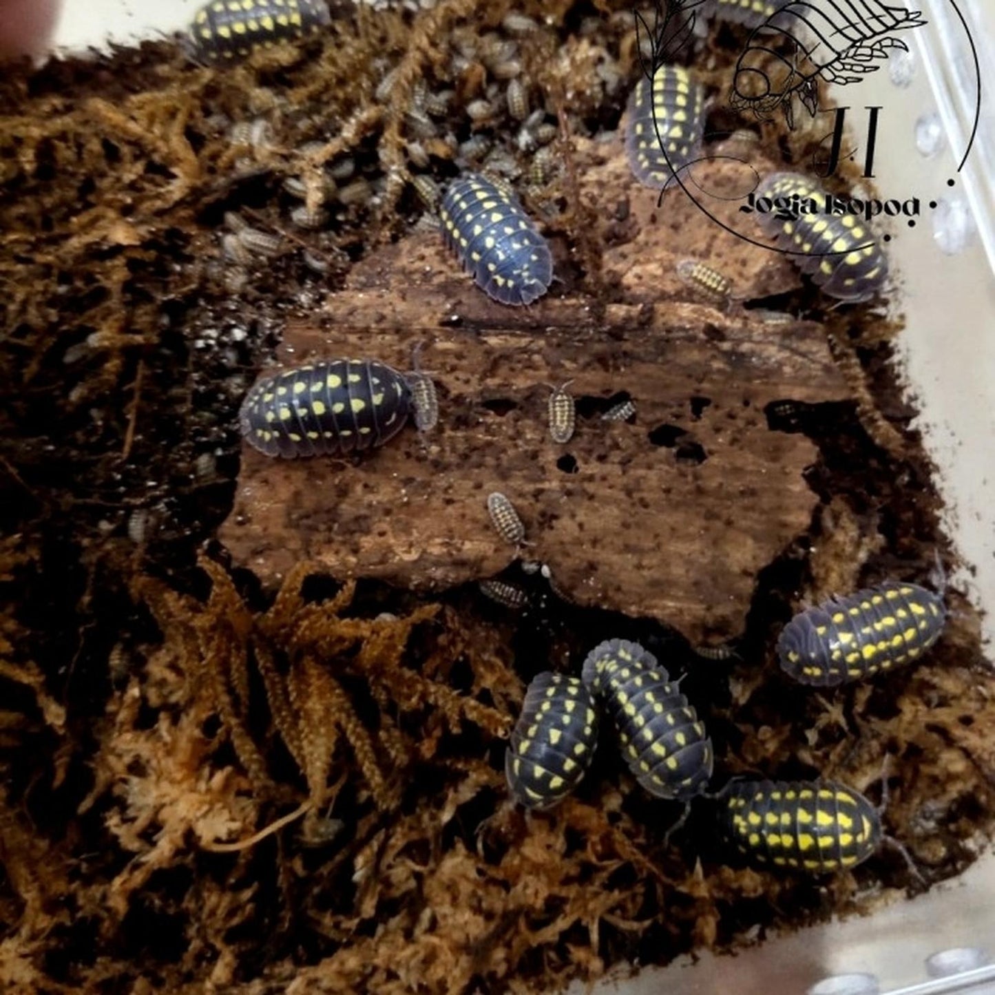 Gestroi Isopod (colony of ten)