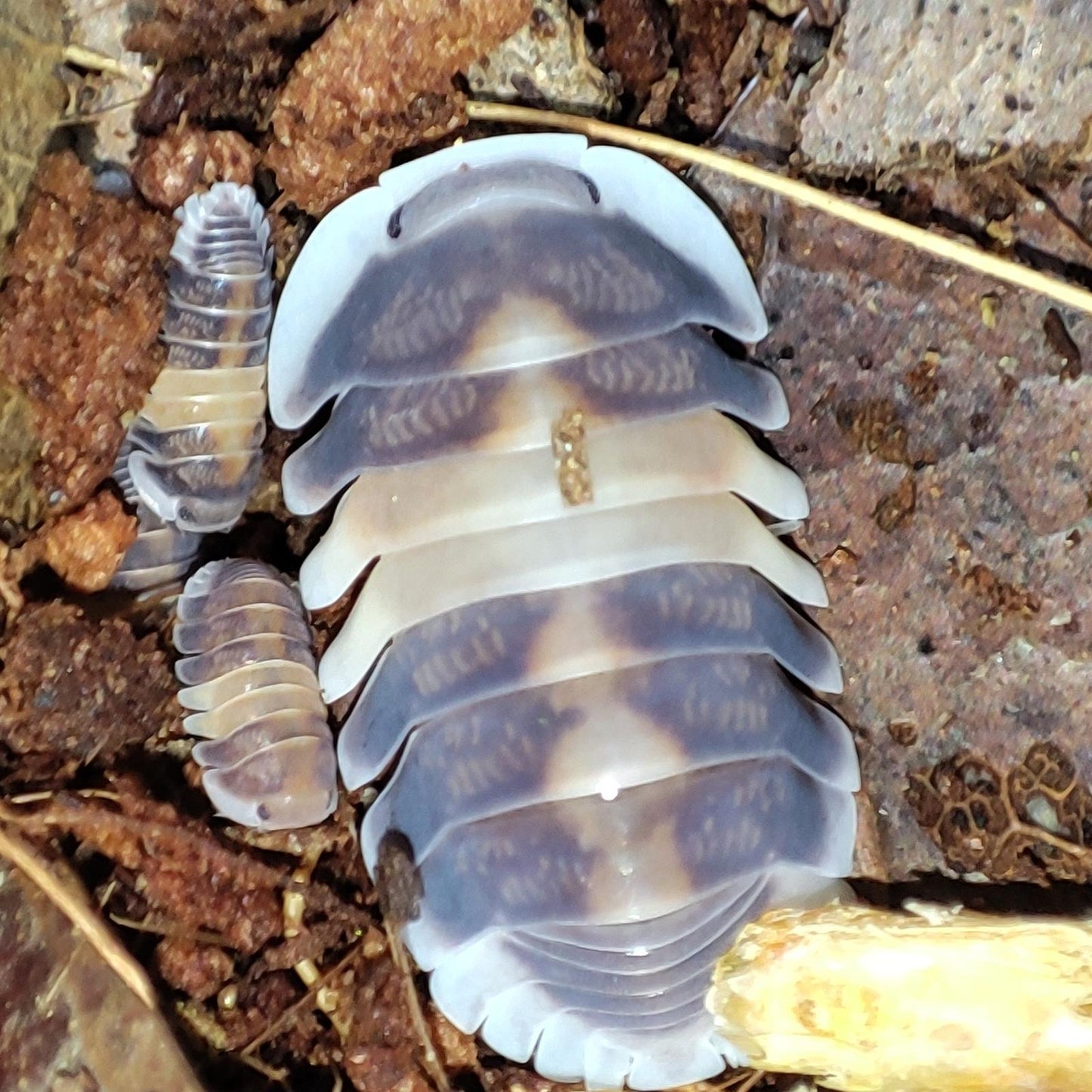 Cappuccino Isopod (colony of ten)