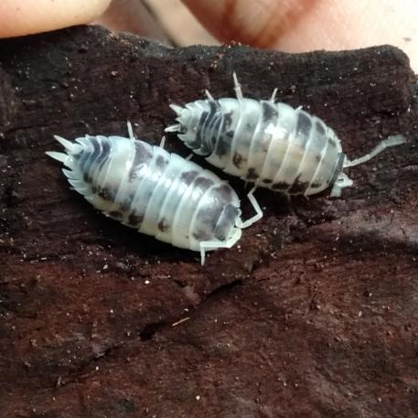 Dairy Cow Isopod (colony of ten)