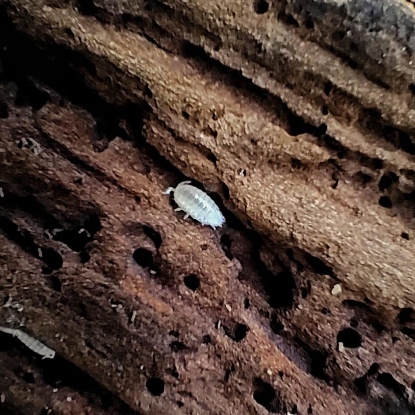 Dwarf White Isopod (colony of 15)