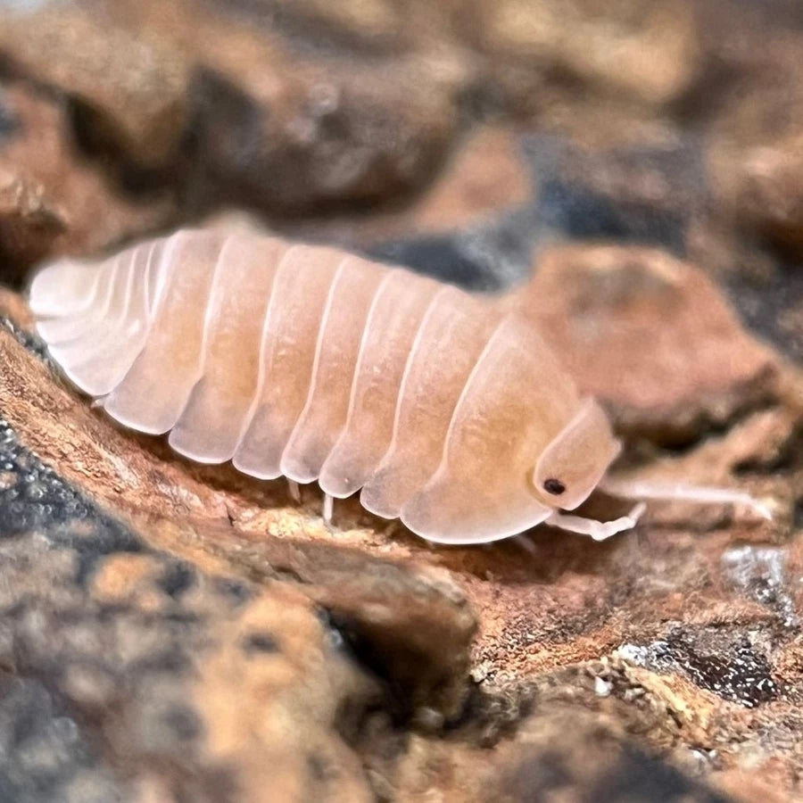 Pink Papaya Isopod (colony of ten)