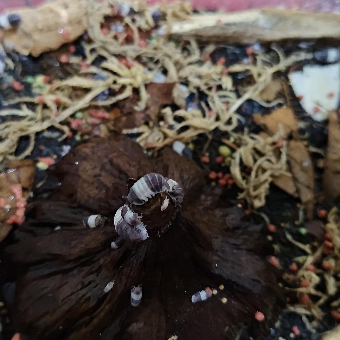 King Panda Isopod (colony of ten)