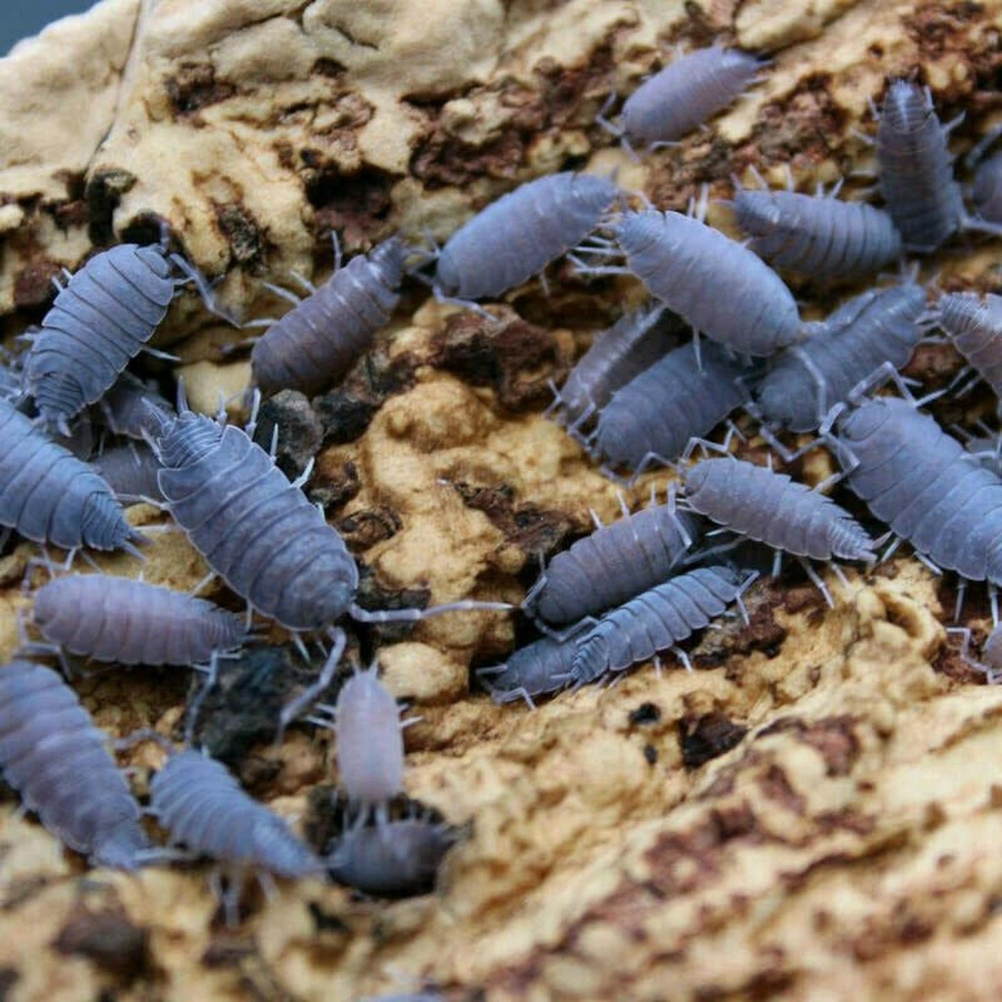 Powder Blue Isopod (colony of 10)