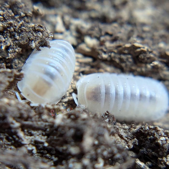 Glacier Isopod (colony of ten)